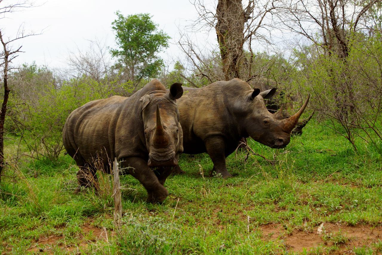 Villa Marloth Park Hippo House Extérieur photo